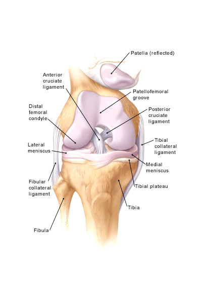 ik betwijfel het binding Blaast op Anatomie van de knie - Kniecentrum